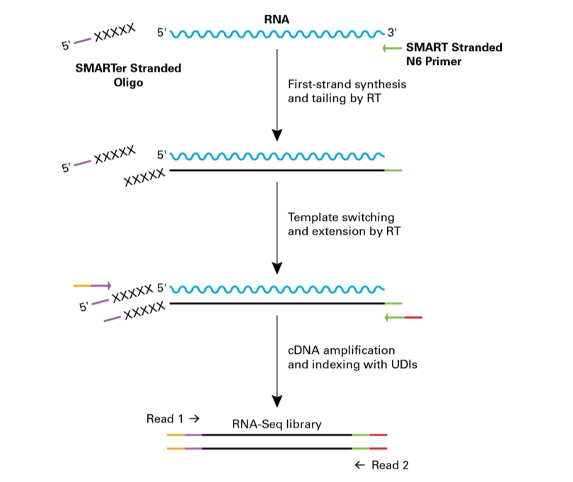 常规起始量链特异性RNA-Seq分析SMART-Seq&reg; Total RNA Mid Input