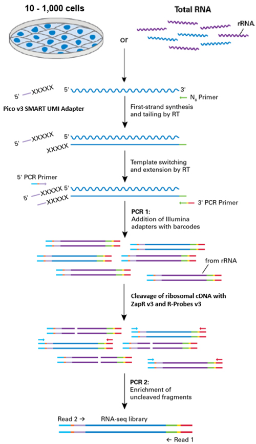 分子标签SMARTer Stranded Total RNA-Seq Kit v3 - Pico Input Mammalian