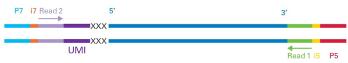 分子标签SMARTer Stranded Total RNA-Seq Kit v3 - Pico Input Mammalian