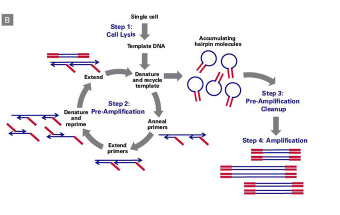 单细胞起始的DNA测序文库构建PicoPLEX Gold Single Cell DNA-Seq Kit