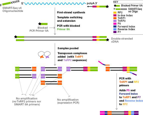 高性能单细胞差异表达分析SMART-Seq v4 3’DE Kit