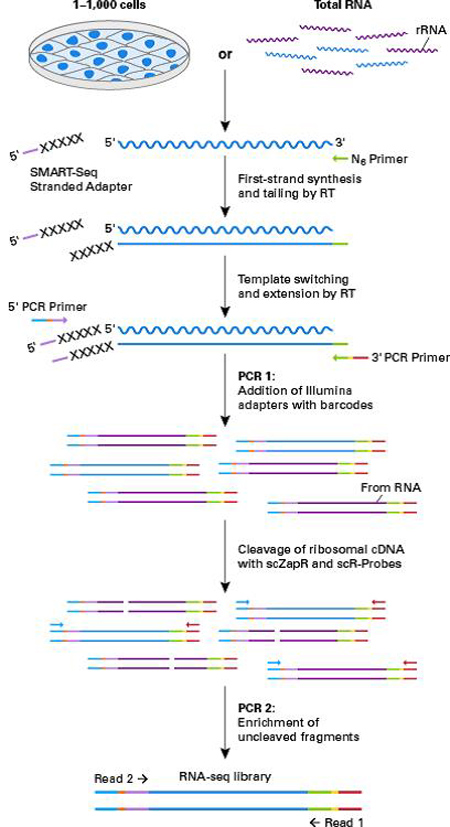 单细胞链特异RNA-Seq分析SMART-Seq Stranded Kit