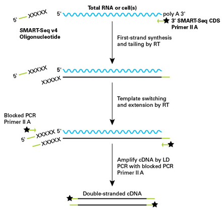 Ultra low mRNA全长分析试剂盒SMART-Seq v4 Kit & SMART-Seq v4 PLUS Kit