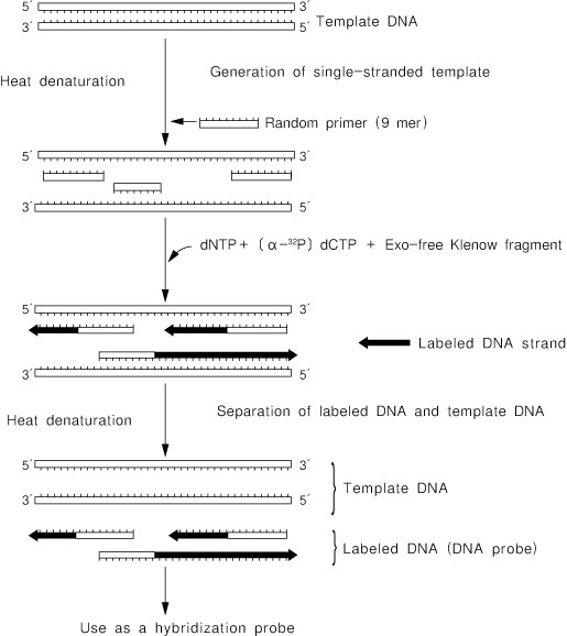 杂交用DNA探针制备试剂盒Random Primer DNA Labeling Kit Ver.2
