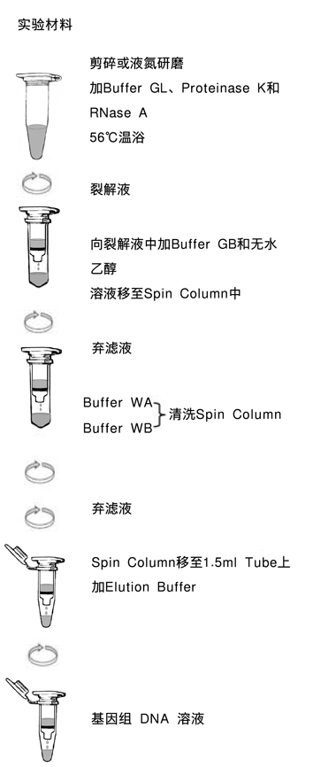 通用型DNA提取试剂盒TaKaRa MiniBEST Universal Genomic DNA Extraction Kit Ver.5.0