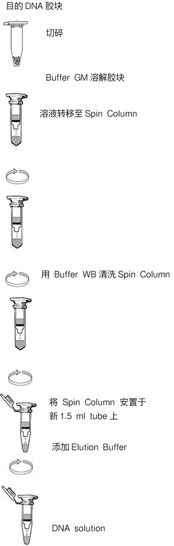 切胶回收试剂盒TaKaRa MiniBEST Agarose Gel DNA Extraction Kit Ver.4.0