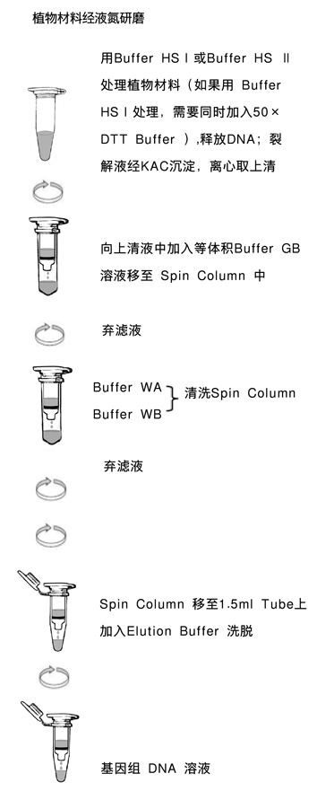 植物基因组DNA提取试剂盒TaKaRa MiniBEST Plant Genomic DNA Extraction Kit