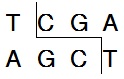 常规限制酶Taq I (TthHB8 I)