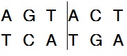 常规限制酶Sca I
