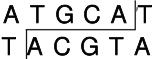 常规限制酶EcoT22 I (Ava III)