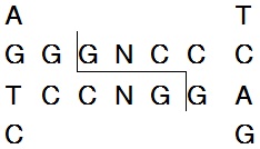 常规限制酶EcoO109 I (Dra II)