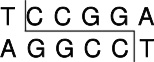 常规限制酶Acc III (BspM II)