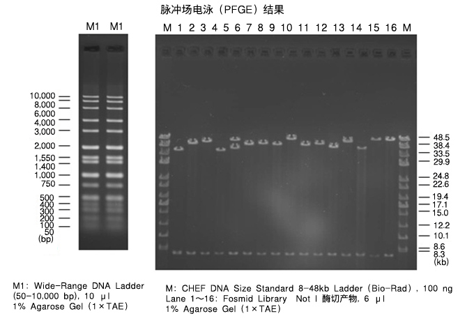 琼脂糖PrimeGel&trade; Agarose GOLD 3-40K