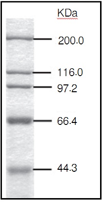 蛋白质分子量Marker-Protein Molecular Weight Marker (High)