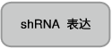 电泳用siRNA marker-siRNA Ladder Marker