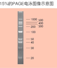 电泳用siRNA marker-siRNA Ladder Marker