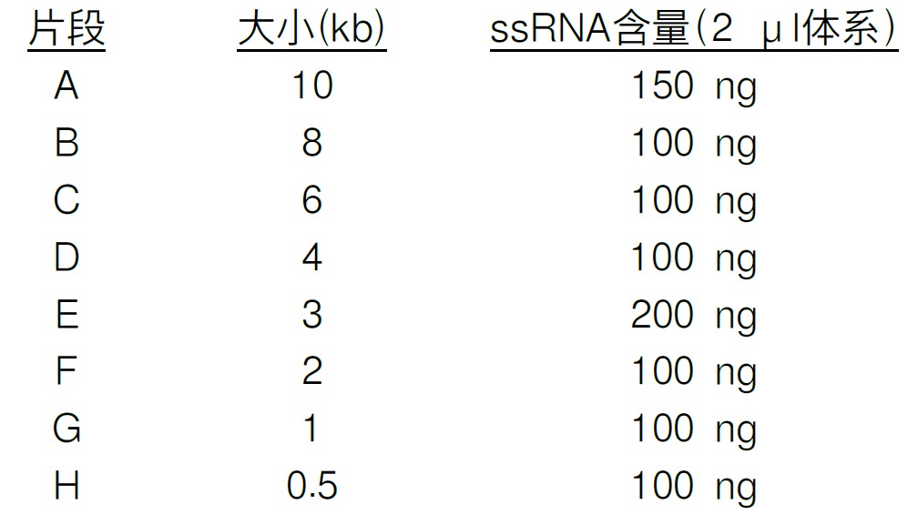 电泳用RNA marker-0.5-10 kb ssRNA Ladder Marker