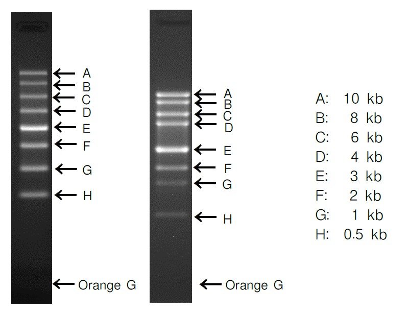 电泳用RNA marker-0.5-10 kb ssRNA Ladder Marker