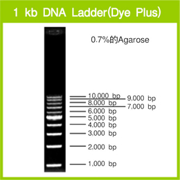 电泳用DNA Marker-1 kb DNA Ladder (Dye Plus)