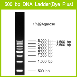 电泳用DNA Marker-500 bp DNA Ladder (Dye Plus)