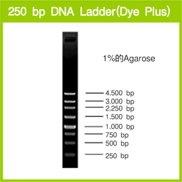 电泳用DNA Marker-250 bp DNA Ladder (Dye Plus)