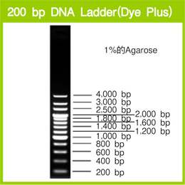 电泳用DNA Marker-200 bp DNA Ladder (Dye Plus)
