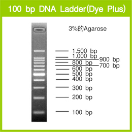 电泳用DNA Marker-100 bp DNA Ladder (Dye Plus)