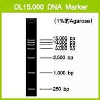 电泳用DNA Marker-DL15,000 DNA Marker