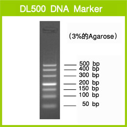电泳用DNA marker-DL500 DNA Marker