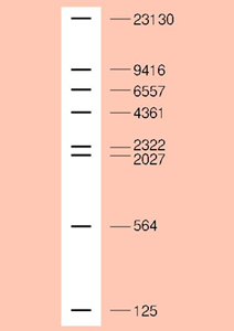 电泳用DNA marker-λ-Hind III digest