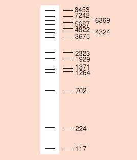 电泳用DNA Marker-λ-BstP I digest