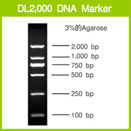 电泳用DNA Marker-DL2,000 DNA Marker
