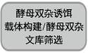 酵母双杂交研究用 GAL4抗体