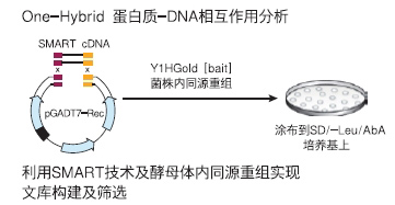 阳性克隆验证Matchmaker Gold酵母单杂交系统