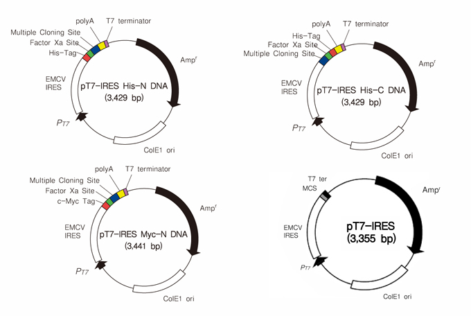 无细胞蛋白质合成系统Human Cell-Free Protein Expression System