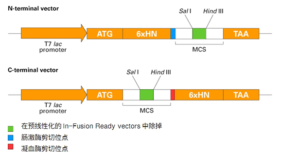 pET表达纯化系统 His-标签