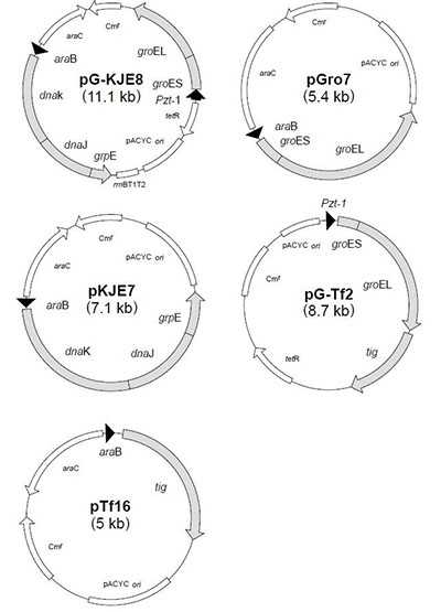 伴侣蛋白质粒套系Chaperone Plasmid Set