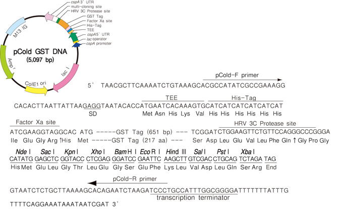 冷休克表达载体pCold&trade; GST DNA