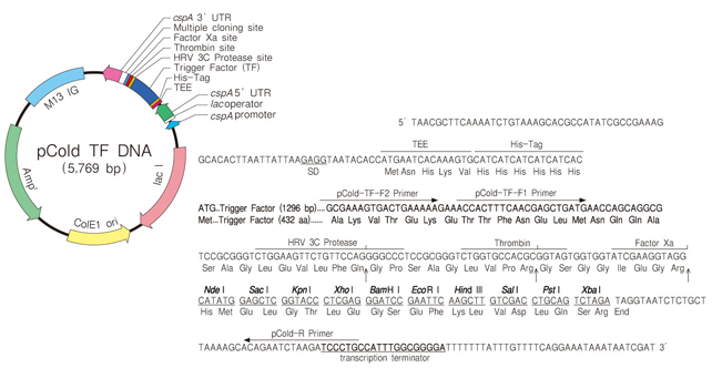 冷休克表达载体pCold&trade; TF DNA