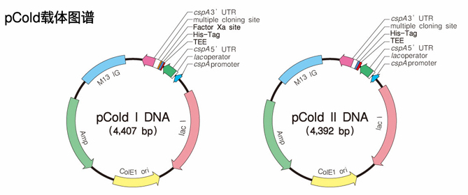 表达载体pCold&trade; Vector Set