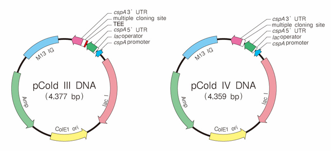 表达载体pCold™ Vector Set