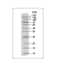 蛋白Ladder CLEARLY Stained Protein Ladder