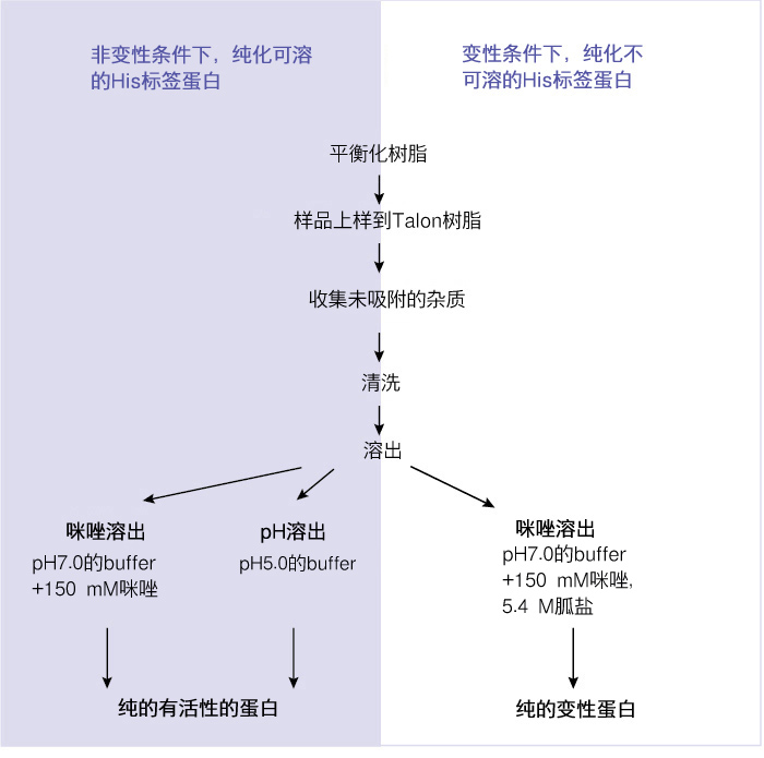 钴离子树脂-FPLC