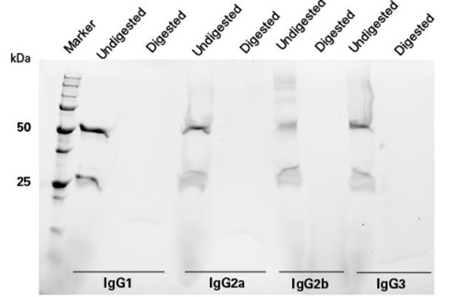 Capturem膜技术 Capturem&trade; Trypsin