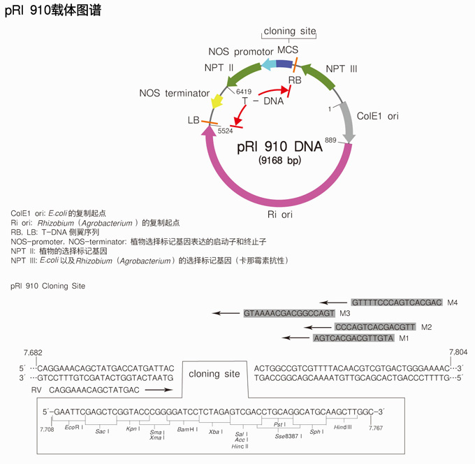 植物用双元载体pRI 910 DNA