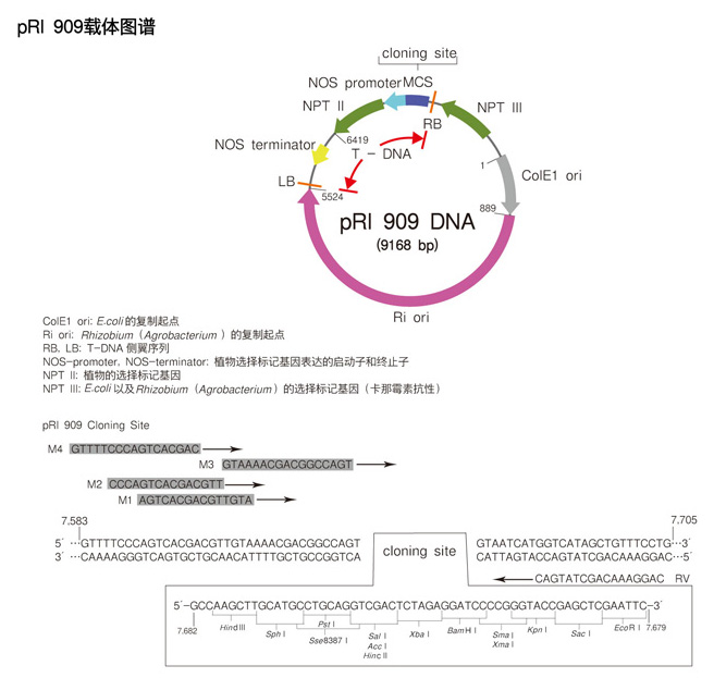 植物用双元载体pRI 909 DNA