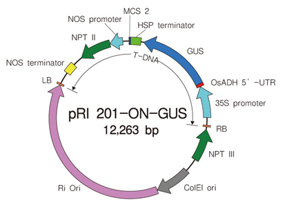 植物用双元载体pRI 201-ON-GUS DNA