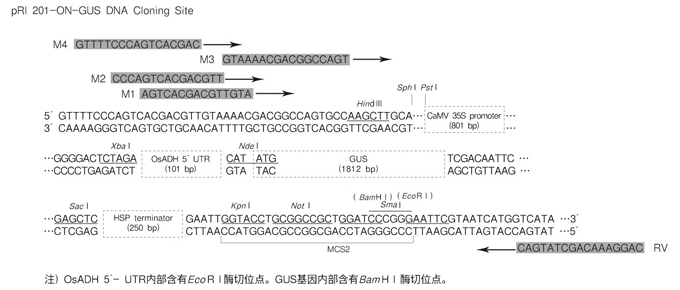 植物用双元载体pRI 201-ON-GUS DNA