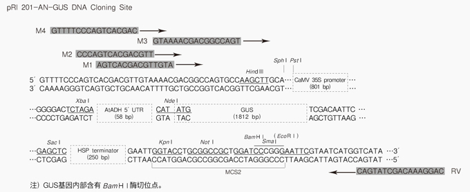 植物用双元载体pRI 201-AN-GUS DNA