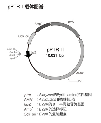 大肠杆菌-真菌穿梭载体 pPTR II DNA